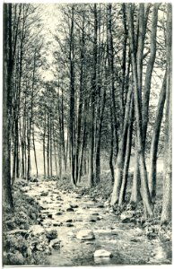 20255-Gauernitz-1916-Saubachtal-Brück & Sohn Kunstverlag