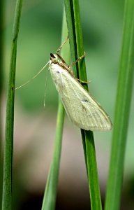 Sitochroa palealis 3