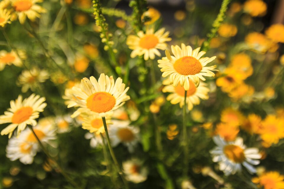 Bouquet summer flowers yellow white