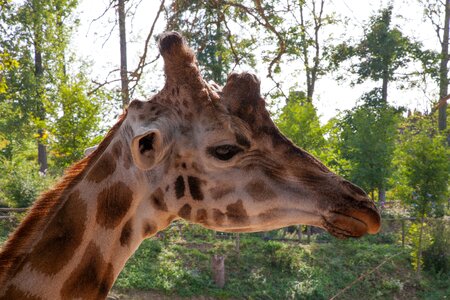 Giraffe animal nature