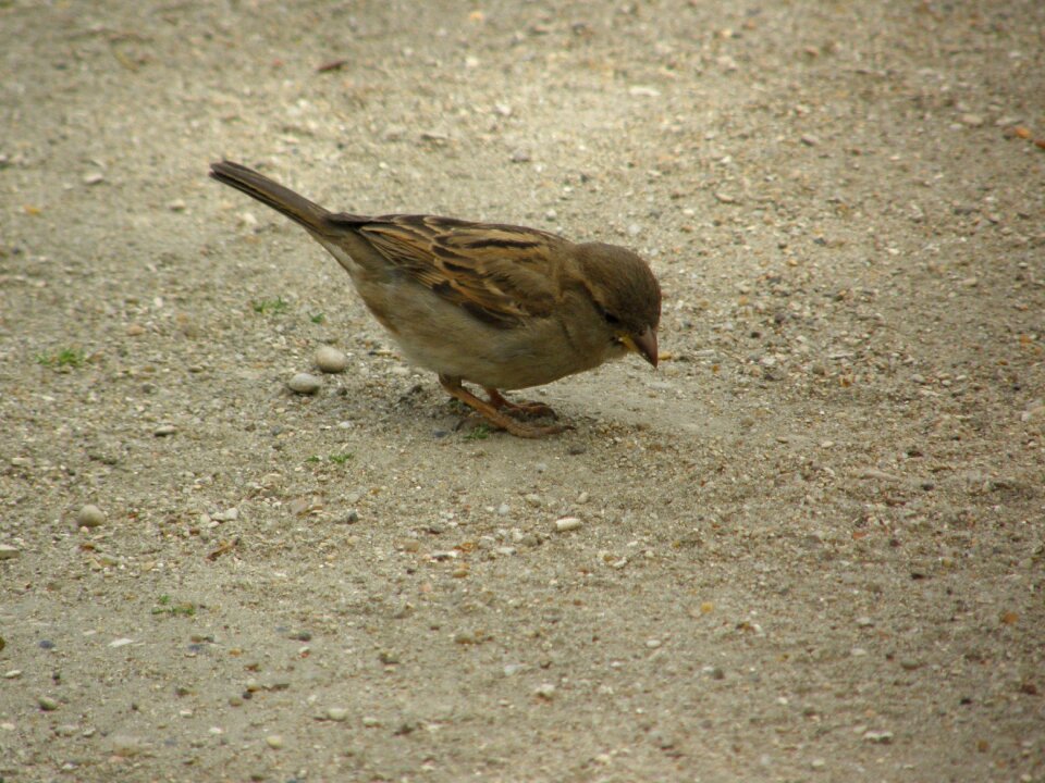 Wildlife feather outdoors