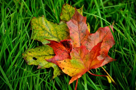 Fall foliage autumn fall color photo