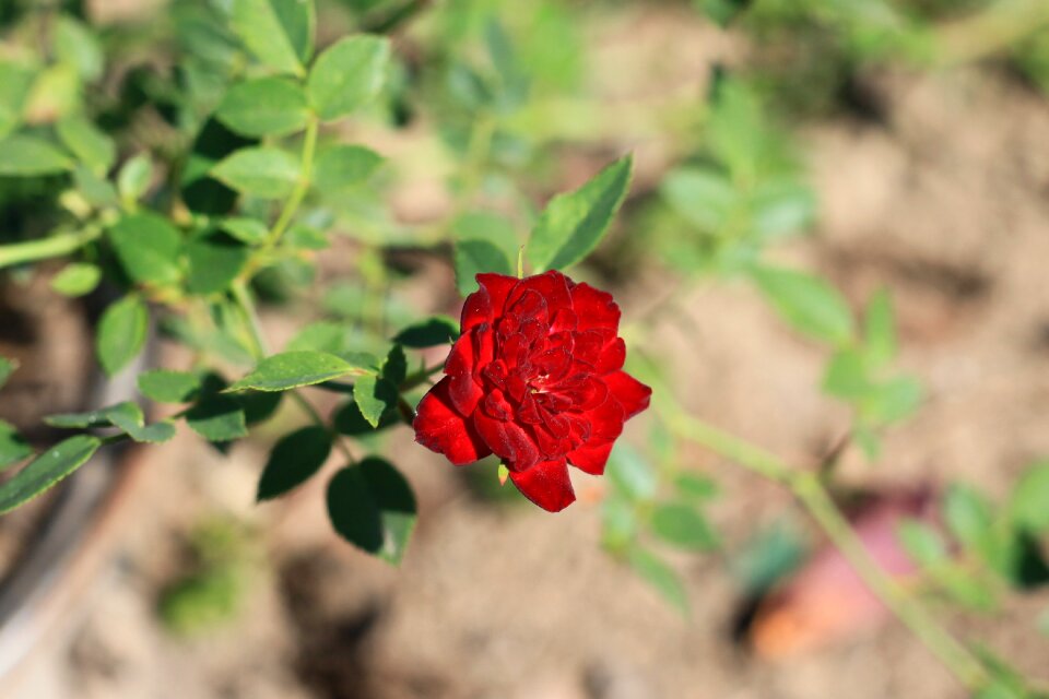 Red flower garden closeup