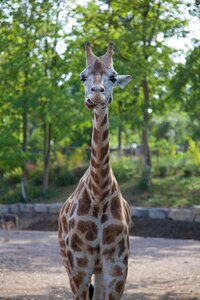 Giraffe nature animal