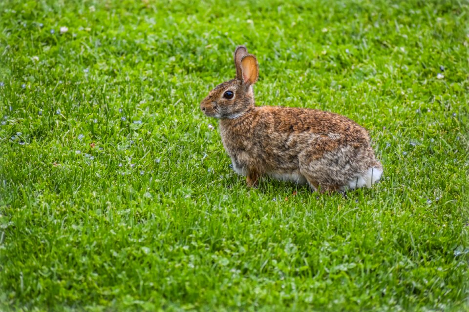 Brown grass bunnies