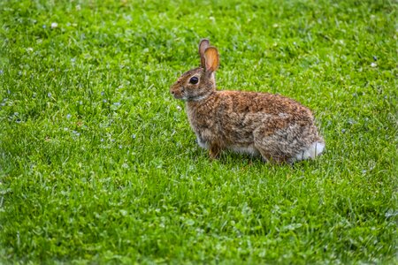 Brown grass bunnies photo