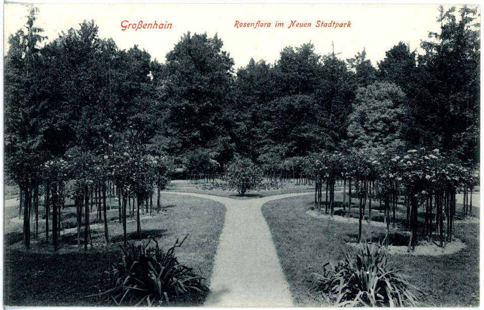 19147-Großenhain-1915-Rosenflora im neuen Stadtpark-Brück & Sohn Kunstverlag