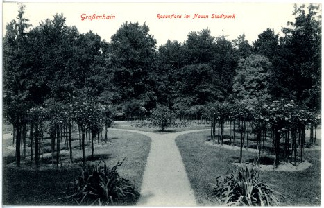 19147-Großenhain-1915-Rosenflora im neuen Stadtpark-Brück & Sohn Kunstverlag