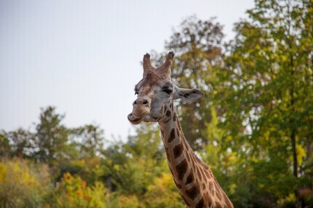 Giraffe nature animal