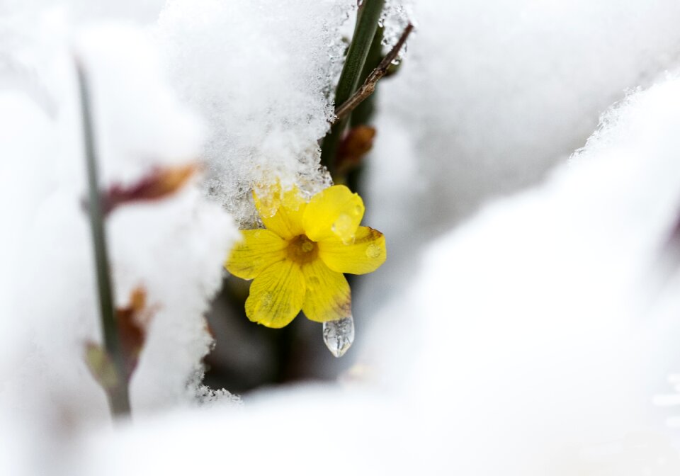 Season winter growth