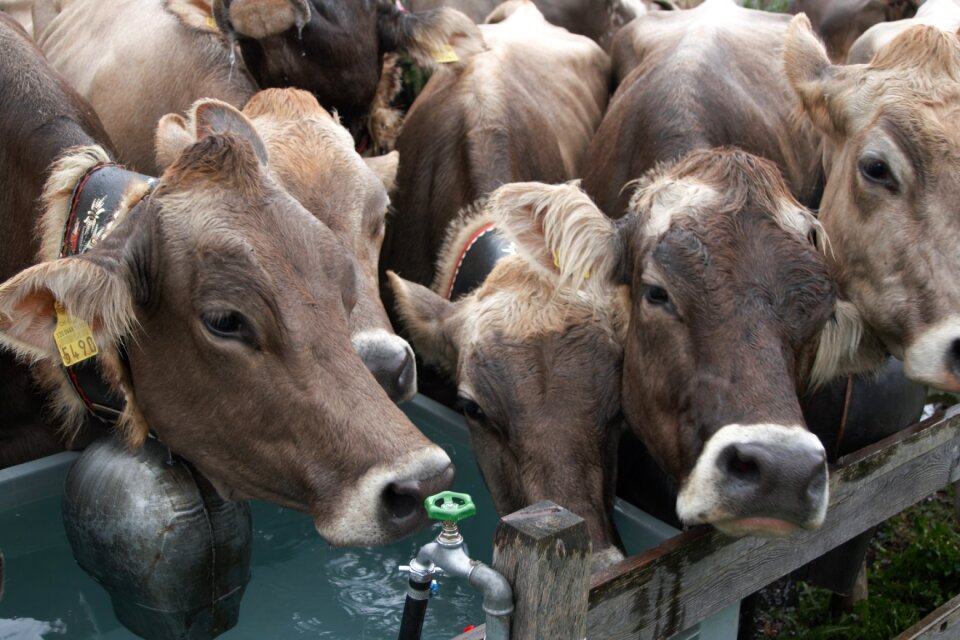 Switzerland waterhole holiday return