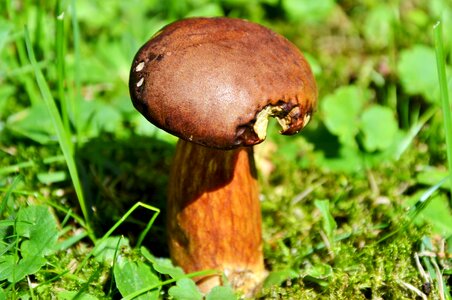 Brown cap forest mushroom edible