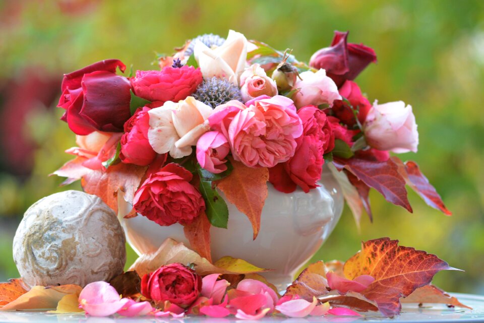 Blossom bloom pink