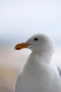 Coast birdwatching animal