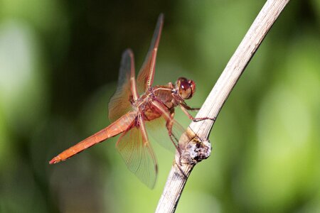 Wildlife bug fly photo