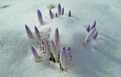 Winter flower krokus