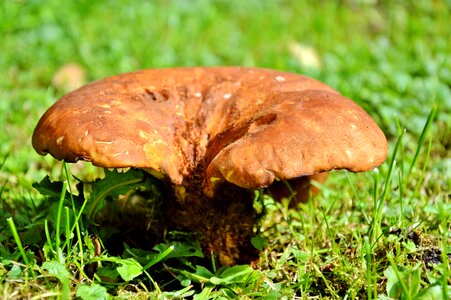 Screen fungus forest floor mushroom picking