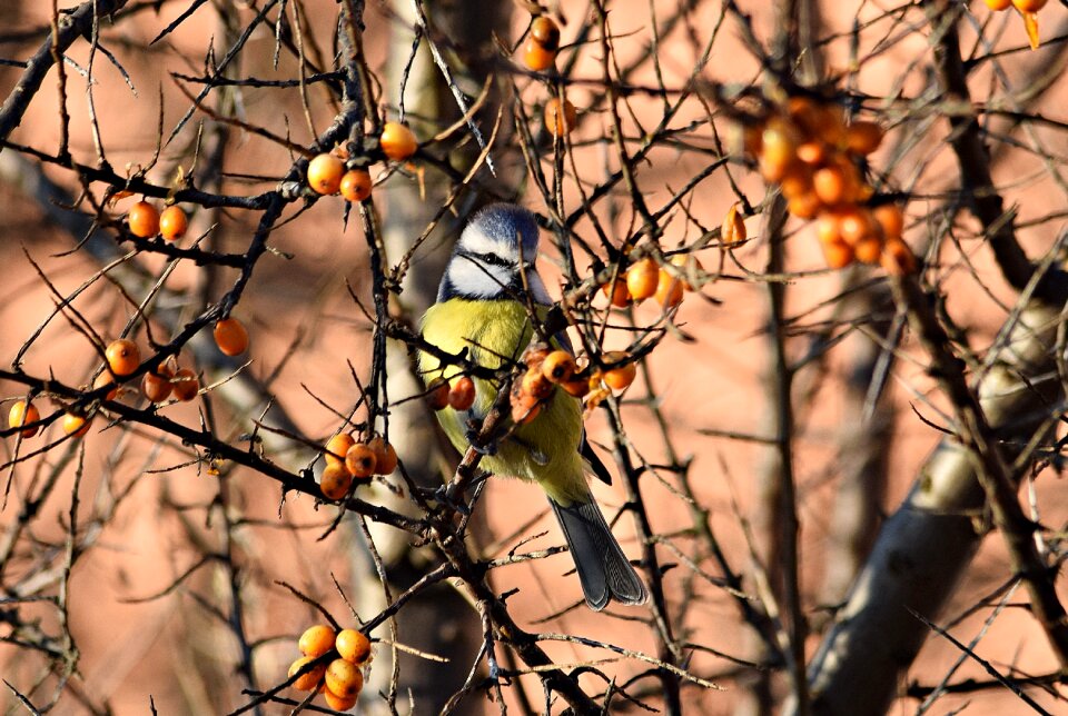 Nature at the court of branch
