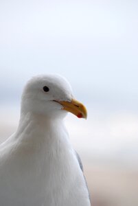Coast birdwatching animal