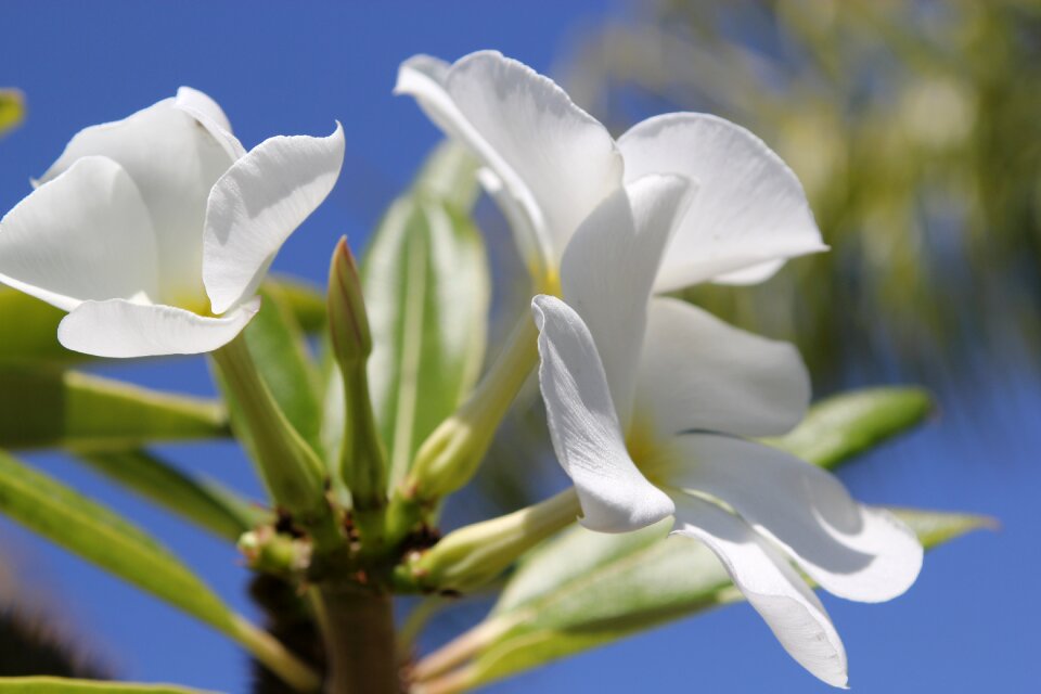 White flower white flowers plant