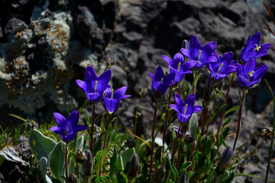 Spring flowers plant flowers
