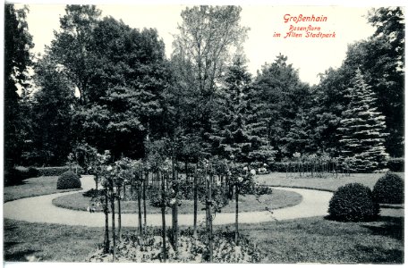 19146-Großenhain-1915-Rosenflora im alten Stadtpark-Brück & Sohn Kunstverlag