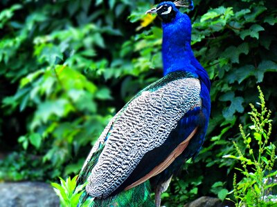 Colors nature the abalone peacocks