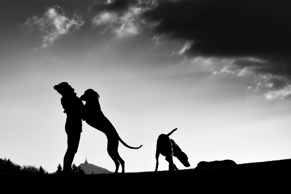Silhouette man and dog Free photos