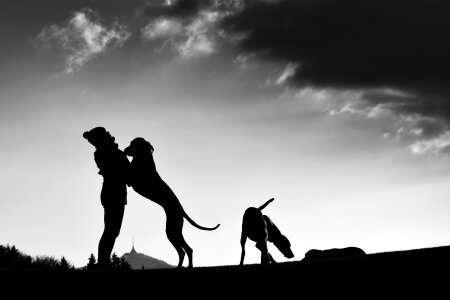 Silhouette man and dog Free photos photo