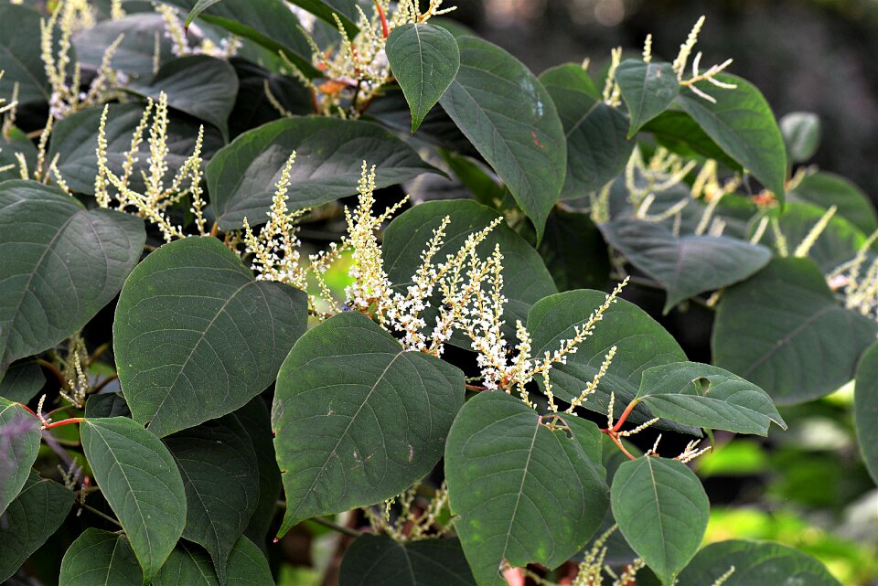 Bush plant japanese knotweed