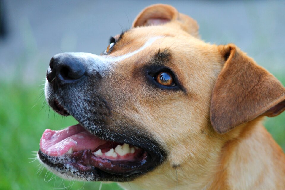 Pet animal young dog