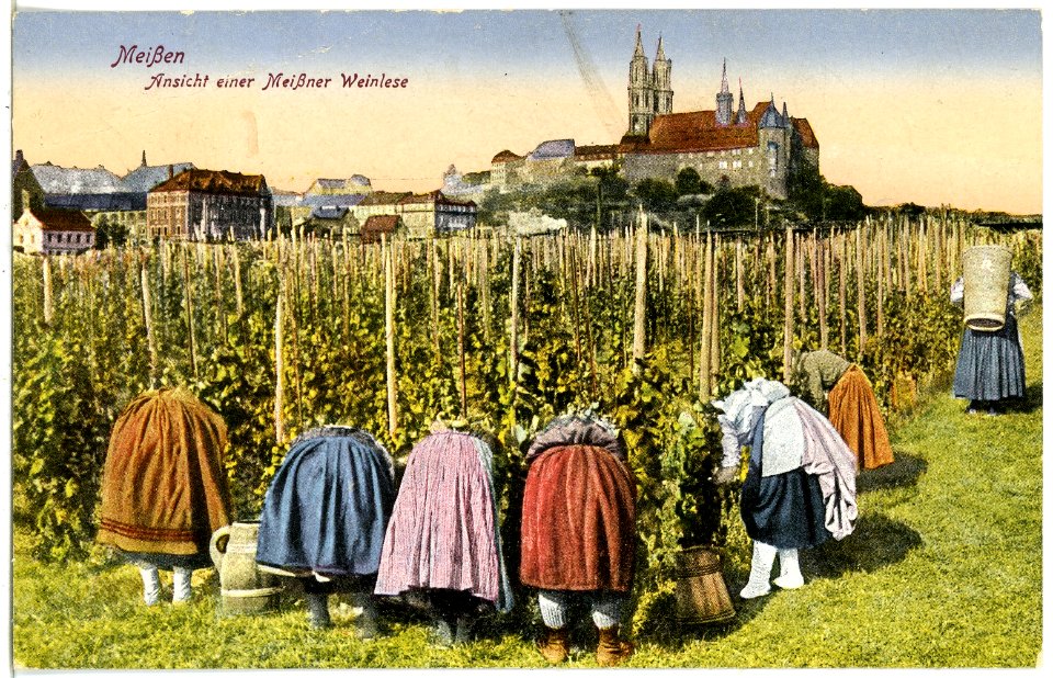21565-Meißen-1920-Weinlese-Brück & Sohn Kunstverlag