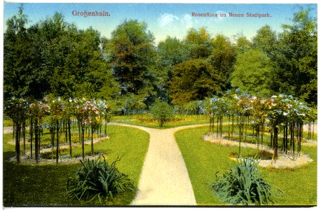 19562-Großenhain-1915-Rosenflora im neuen Stadtpark-Brück & Sohn Kunstverlag