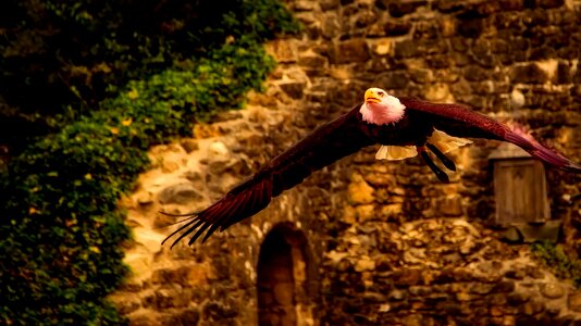 Nature outdoors wing span