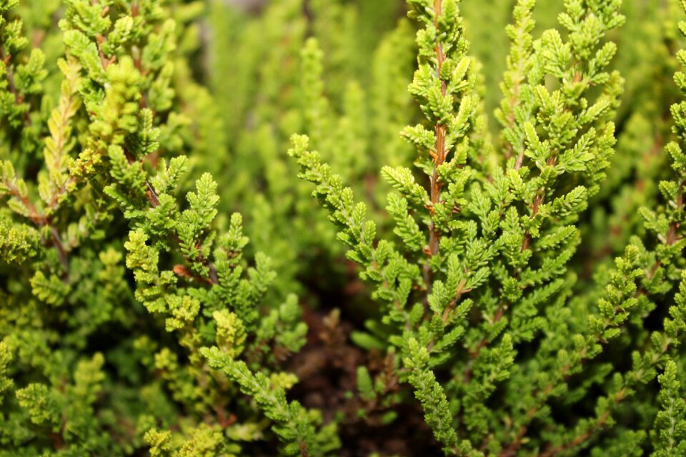 Vegetation nature green