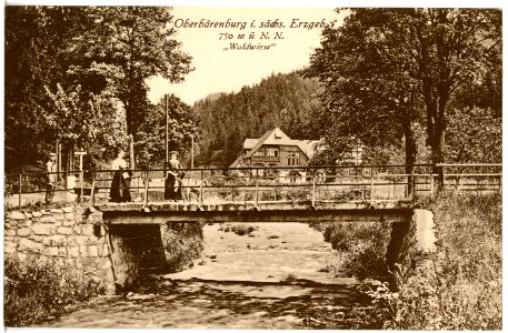 21431-Oberbärenburg-1920-Waldwiese-Brück & Sohn Kunstverlag