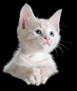 Kitten pet animal