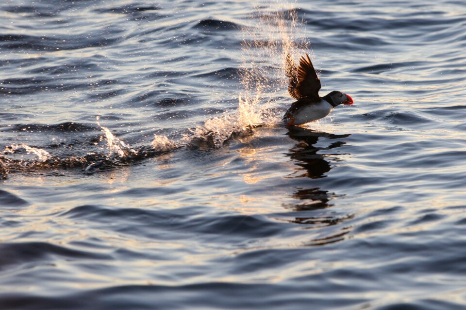 Animal atlantic seabird photo