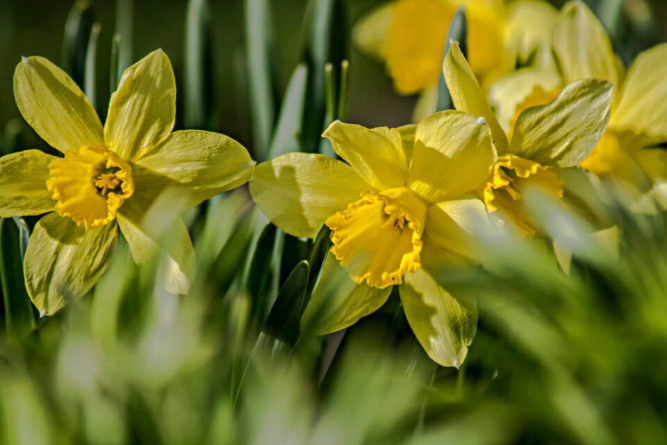 Nature plant yellow daffodil