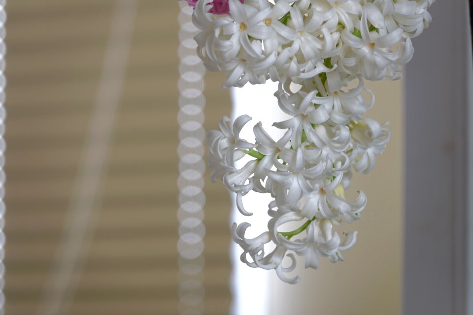 Desktop floral beautiful