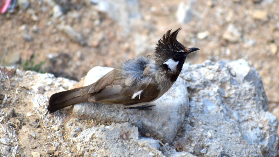 Bird outdoors wild photo