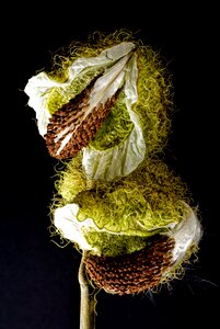 Bull eggs flower plant