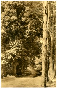 21518-Schmannewitz-1920-Waldweg-Brück & Sohn Kunstverlag