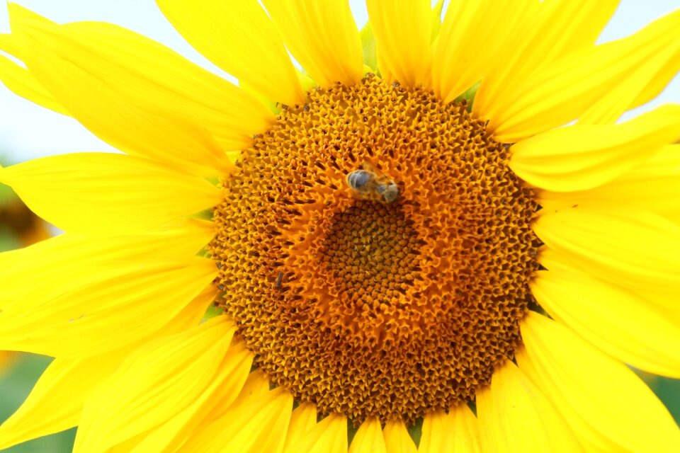 Sunny mood bee