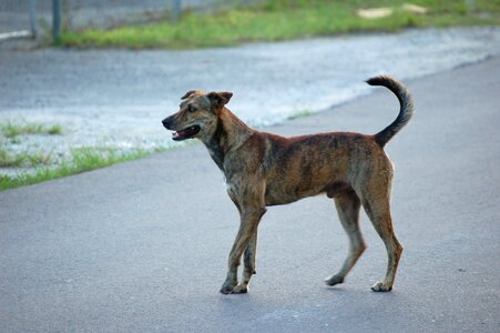 Canine mammal outdoors photo