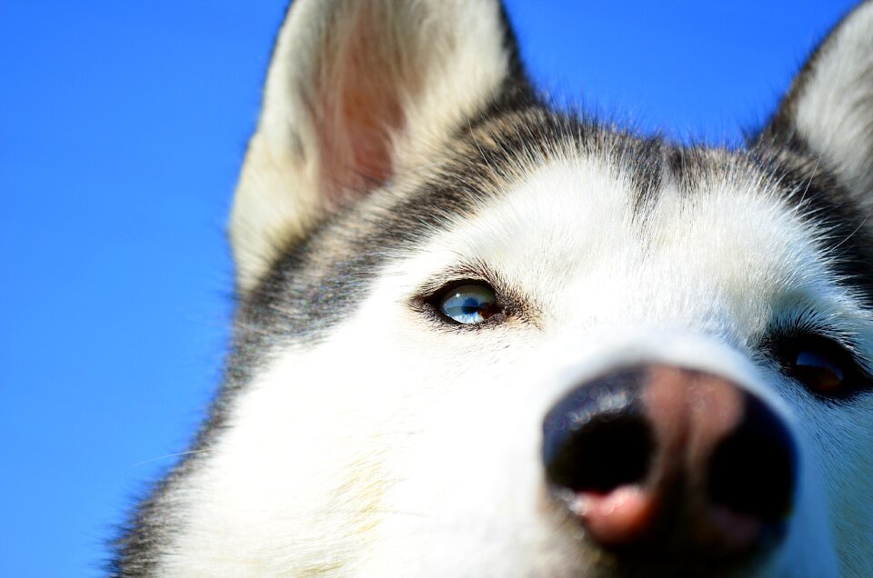 Blue eye eyes sunny