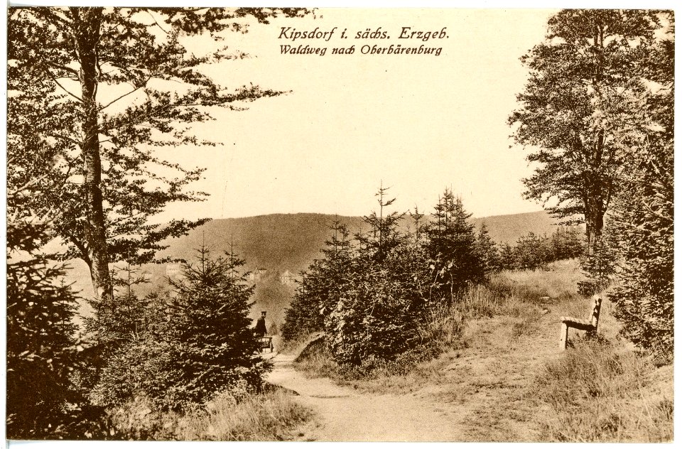 21449-Kipsdorf-1920-Waldweg-Brück & Sohn Kunstverlag