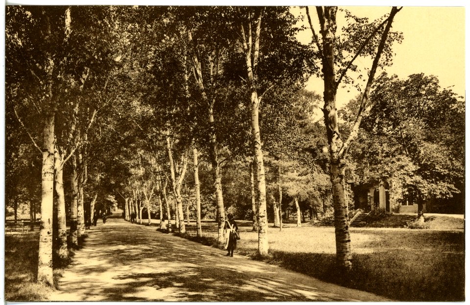 20904-Bad Sulza-1918-Birkenallee im Kurpark-Brück & Sohn Kunstverlag