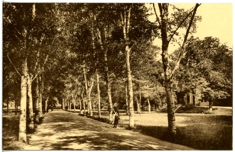 20904-Bad Sulza-1918-Birkenallee im Kurpark-Brück & Sohn Kunstverlag