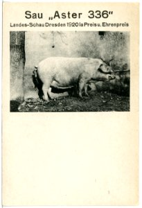 21694-Seebschütz-1920-Landesschweineschau, Bild Sau "Aster 336"-Brück & Sohn Kunstverlag photo